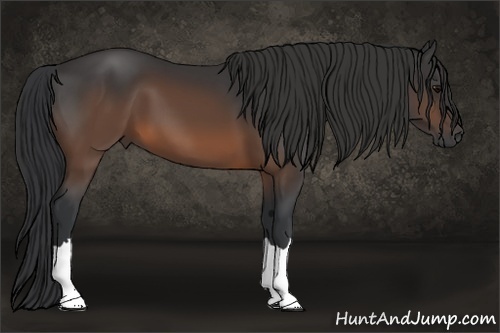 Horse Color:Brown 