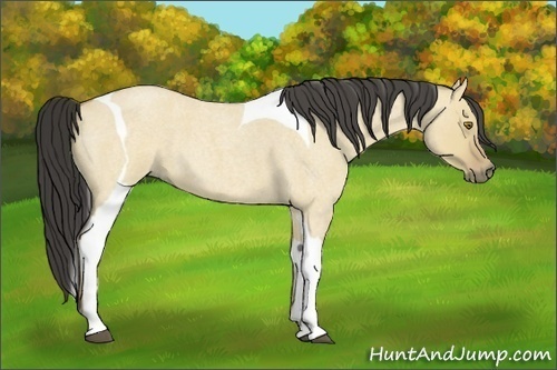 Horse Color:Buckskin Roan Dun Tobiano 