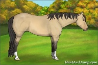 Horse Color:Buckskin Dun 