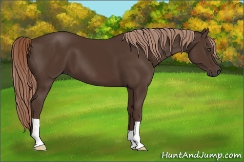 Horse Color:Liver Chestnut