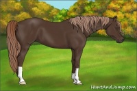 Horse Color:Liver Chestnut 