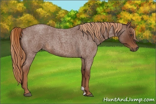 Horse Color:Red Roan 