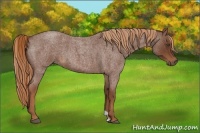 Horse Color:Red Roan 