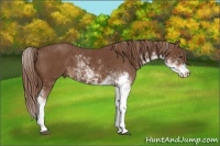Horse Color:Chestnut Sabino