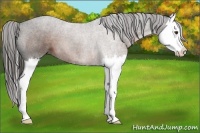 Horse Color:Liver Chestnut Splash 