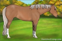 Horse Color:Silver Bay Roan 