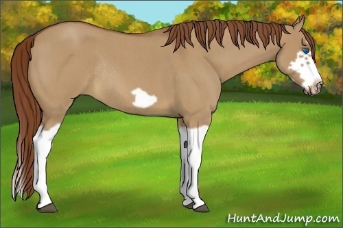 Horse Color:Red Dun Roan Splash Frame Rabicano 
