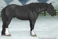 Horse Color:Black 