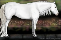 Horse Color:Liver Red Dun Roan Appaloosa Rabicano