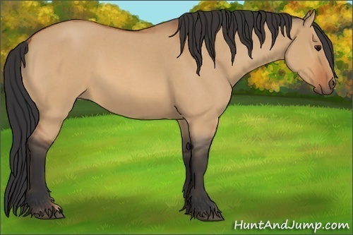 Horse Color:Bay Roan Dun 