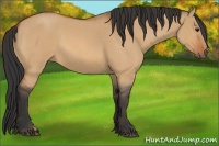 Horse Color:Bay Roan Dun