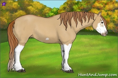 Horse Color:Red Dun Roan Splash Frame Rabicano 