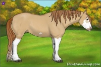 Horse Color:Red Dun Roan Splash Frame Rabicano 