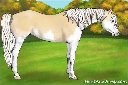 Horse Color:Silver Amber Champagne Splash