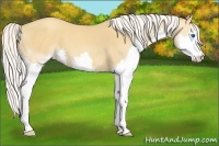 Horse Color:Silver Amber Champagne Splash