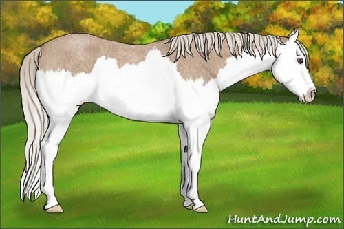 Horse Color:Palomino Roan Splash 