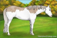 Horse Color:Palomino Roan Splash