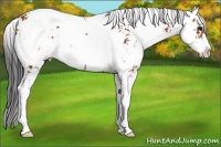 Horse Color:Bay Sabino 