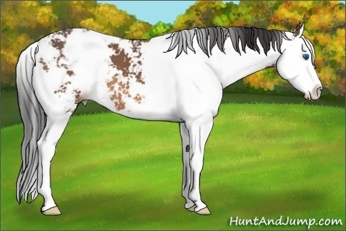 Horse Color:Buckskin Sabino Splash 