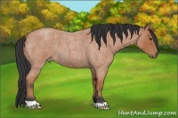 Horse Color:Bay Roan 