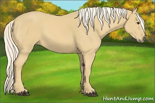 Horse Color:Palomino 