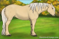 Horse Color:Palomino