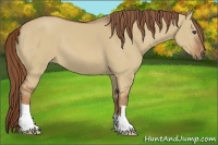 Horse Color:Red Dun 
