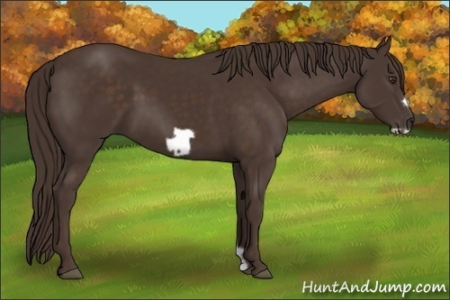 Horse Color:Liver Chestnut Frame
