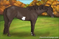 Horse Color:Liver Chestnut Frame 