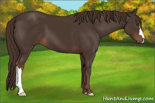 Horse Color:Liver Chestnut 