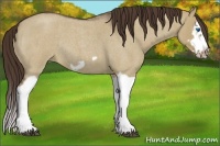 Horse Color:Liver Red Dun Roan Splash Frame Rabicano