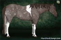 Horse Color:Liver Chestnut Tobiano