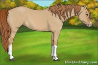 Horse Color:Red Dun Roan Splash Frame Rabicano 