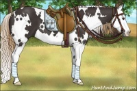 Horse Color:White Spotted Liver Chestnut Sabino Splash 