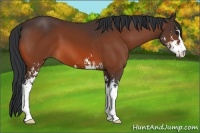 Horse Color:Bay Sabino 