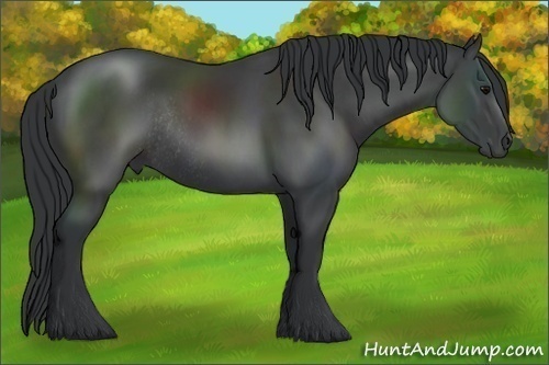 Horse Color:Black Sabino Rabicano 