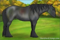 Horse Color:Black Sabino Rabicano 