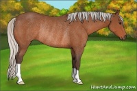 Horse Color:Silver Bay Rabicano