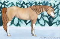 Horse Color:Gold Champagne Sabino Rabicano 