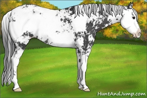 Horse Color:Black Sabino Rabicano 