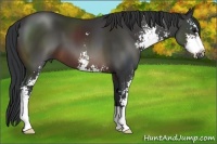 Horse Color:Brown Sabino