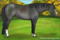 Horse Color:Black Sabino Rabicano 