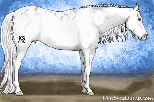Horse Color:Silver Classic Cream Champagne Chinchilla Dun Splash Frame Appaloosa Rabicano