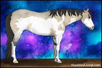 Horse Color:Buckskin Roan Dun Splash Frame