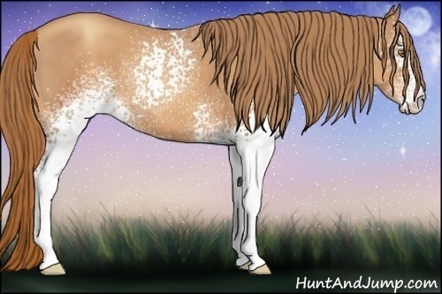 Horse Color:White Spotted Gold Champagne 