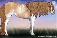 Horse Color:White Spotted Gold Champagne