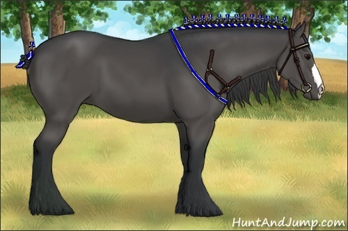 Horse Color:Black 