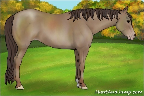 Horse Color:Classic Champagne 