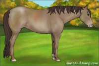 Horse Color:Classic Champagne