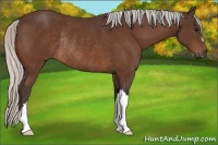 Horse Color:Silver Bay Rabicano